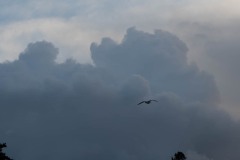 AlanKlughammer.com_20190106-20190106-_AK56443-2