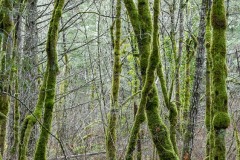 forest#18