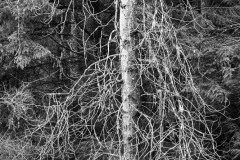 AlanKlughammer.com_20190202-_AK56641