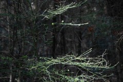 AlanKlughammer.com_20190402-_AK57594