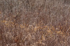 AlanKlughammer.com_20190402-_AK57618
