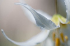 AlanKlughammer.com_20190420-_AK57757
