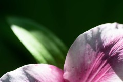 AlanKlughammer.com_20190420-_AK57776