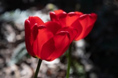 AlanKlughammer.com_20190420-_AK57788