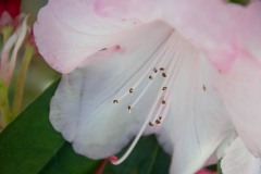 AlanKlughammer.com_20190420-_AK57795
