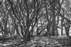 AlanKlughammer.com_20190420-_AK57798