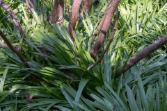 AlanKlughammer.com_20190420-_AK57803