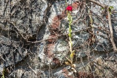 AlanKlughammer.com_20190616-_AK58507-HDR