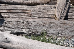 AlanKlughammer.com_20190804-20190804-_AK50062-2