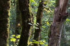 AlanKlughammer.com_20190921-20190921-_AK50444