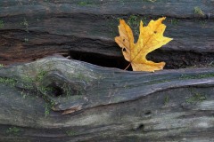 AlanKlughammer.com_20190921-_AK50407
