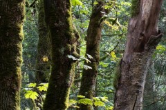 AlanKlughammer.com_20190921-_AK50444