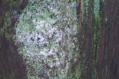 AlanKlughammer.com_20200105-_6101874