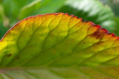 AlanKlughammer.com_20200118-_6101906