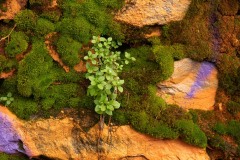 AlanKlughammer.com_20200126-_AK52324