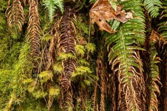 AlanKlughammer.com_20200202-_AK52350