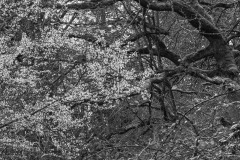 AlanKlughammer.com_20200301-_AK52469