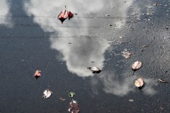 Fall Cloud