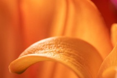 AlanKlughammer.com_20200425-_AK52867