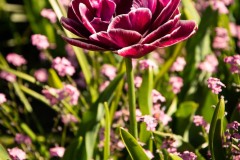 AlanKlughammer.com_20200508-_AK53160
