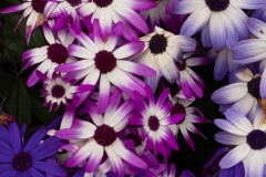 AlanKlughammer.com_20200524-_AK53334