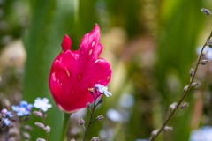 AlanKlughammer.com_20200524-_AK53537