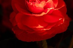 AlanKlughammer.com_20200725-_AK54126