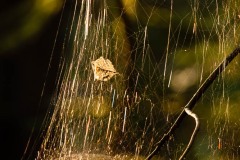 AlanKlughammer.com_20200812-_AK54245