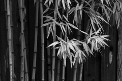 AlanKlughammer.com_20201219-_AK55602