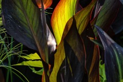 AlanKlughammer.com_AlanKlughammer.com_20200725-_AK54156