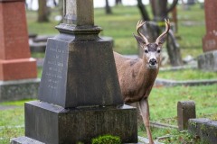 AlanKlughammer.com_20210102-_6102479-2