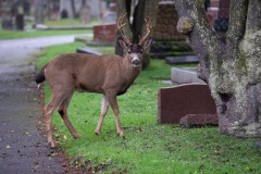 AlanKlughammer.com_20210102-_6102487