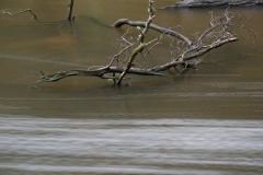 AlanKlughammer.com_20210116-_AK55739