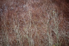 AlanKlughammer.com_20210123-_6102515