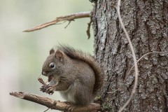 AlanKlughammer.com_20210123-_6102523