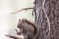 AlanKlughammer.com_20210123-_6102524