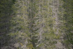 AlanKlughammer.com_20210123-_6102527