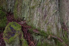 AlanKlughammer.com_20210123-_6102545