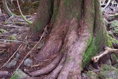 AlanKlughammer.com_20210123-_6102547