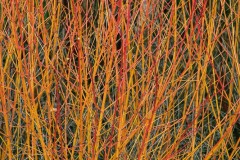 AlanKlughammer.com_20210130-_AK55771