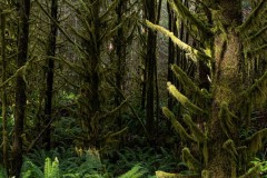 AlanKlughammer.com_20210206-_AK55803