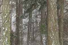 AlanKlughammer.com_20210213-_AK55913