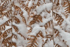 AlanKlughammer.com_20210213-_AK55914