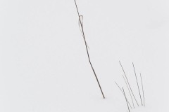 AlanKlughammer.com_20210213-_AK55935