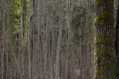 AlanKlughammer.com_20210220-_AK55968