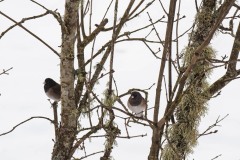 AlanKlughammer.com_20210220-_AK55972