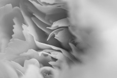 AlanKlughammer.com_20210307-_AK56010