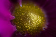 AlanKlughammer.com_20210311-_AK56014