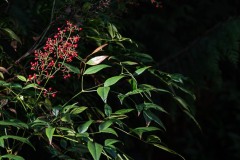 AlanKlughammer.com_20210313-_6102646