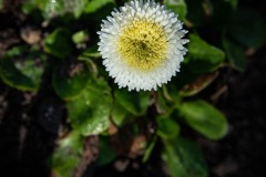 AlanKlughammer.com_20210313-_6102655